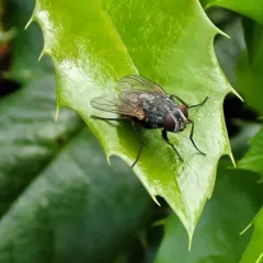 False Stable Fly thumbnail 2