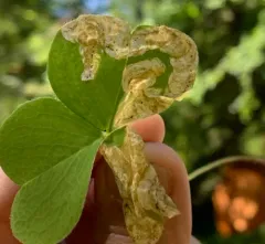 Pegomya pseudobicolor thumbnail 2