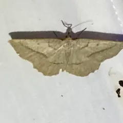 Least-marked Euchlaena Moth thumbnail 2