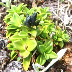Glaucous Gentian thumbnail 2