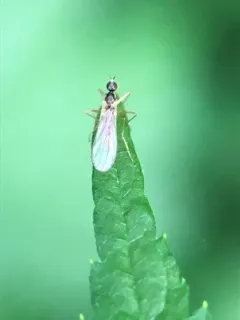 Boreodromia bicolor thumbnail 2