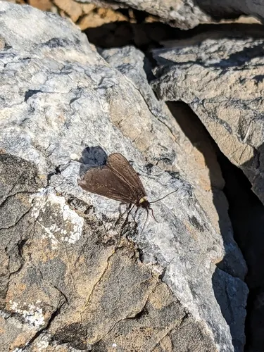 Rockslide Lichen Moth