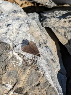 Rockslide Lichen Moth thumbnail 1