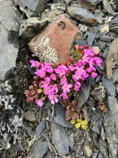 Alaska Douglasia thumbnail 2