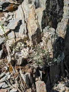 Fernleaf False Candytuft thumbnail 4