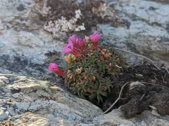 Alaska Douglasia thumbnail 3