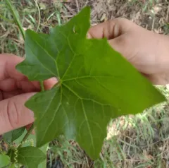 Eastern White-bryony thumbnail 3