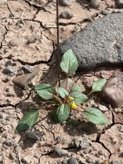 Leafless Suncups thumbnail 3