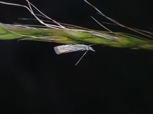 Platytes Moth