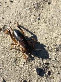 Daihinia brevipes thumbnail 3