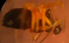 Entelecara acuminata thumbnail 3