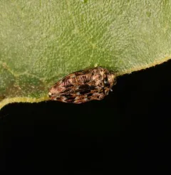 Oval Jewel Beetle thumbnail 3
