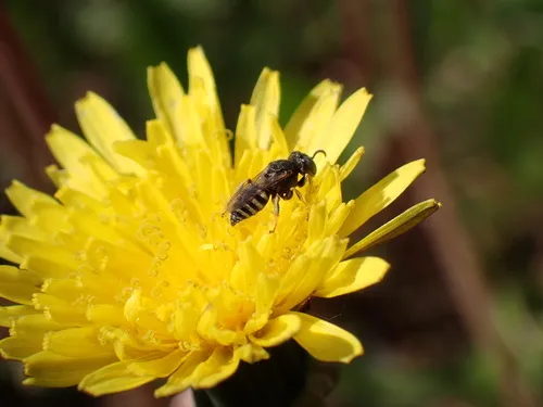 Oxybelus pacificus
