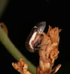 Ophiderma flavicephala thumbnail 3