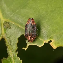 Northern Red Oak Jewel Beetle thumbnail 3