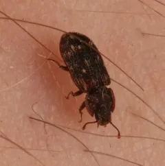 Namunaria guttulata thumbnail 3