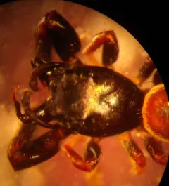 Buttonhook Leafbeetle Jumping Spider thumbnail 2