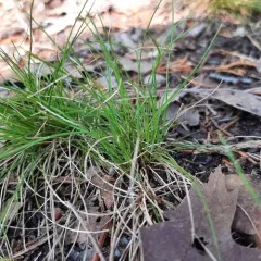 ivory sedge thumbnail 4