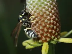 Stenodynerus anormis thumbnail 1