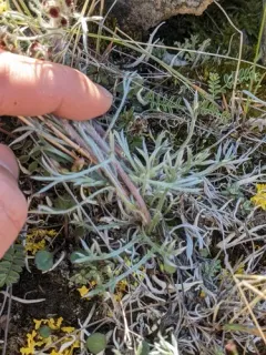 Richardson's Sagewort thumbnail 3