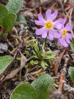 Slender Primrose thumbnail 2