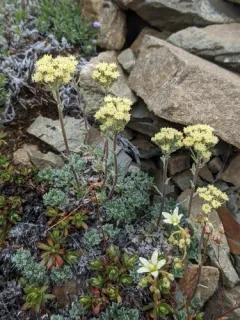 Pacific Alpine Wormwood thumbnail 3
