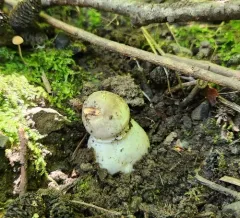 Buck's Agaricus thumbnail 3