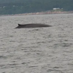 Fin Whale thumbnail 3