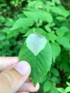 Cameraria lentella thumbnail 1