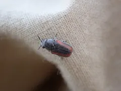 Coleothorpa vittigera thumbnail 2