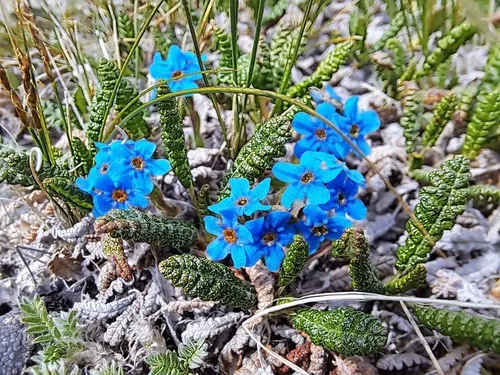 Eritrichium boreale