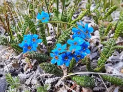 Eritrichium boreale thumbnail 1