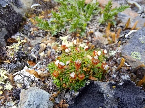 Alaska Douglasia