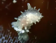 Eelgrass Palio thumbnail 4