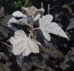 Ninebark Powdery Mildew thumbnail 2