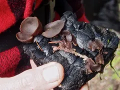 Daleomyces petersii thumbnail 4