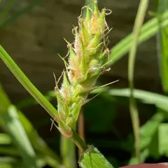 hairy sedge thumbnail 2