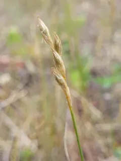 whitescale sedge thumbnail 4