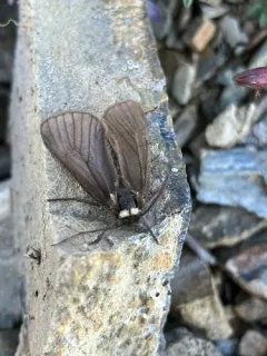 Rockslide Lichen Moth thumbnail 2