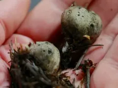 Neournula pouchetii thumbnail 1