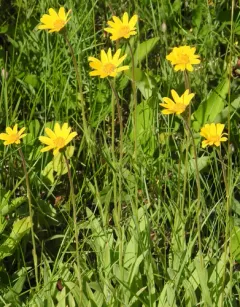 hairy arnica thumbnail 2