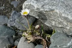 Purple Fleabane thumbnail 2