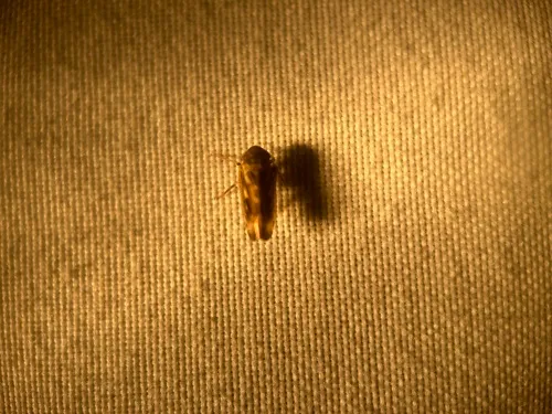 Limotettix varus