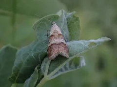 Pococera baptisiella thumbnail 1