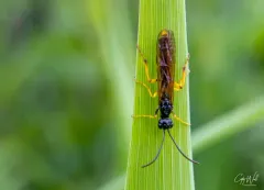 Wheat Stem Sawfly thumbnail 3