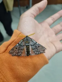 Doris' Pinemoth thumbnail 3