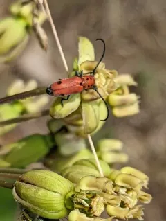 Tetraopes quinquemaculatus thumbnail 3
