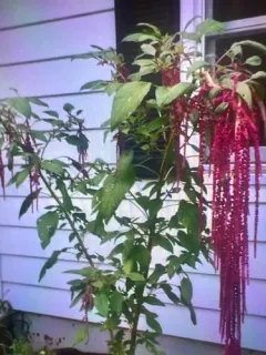 Love-lies-bleeding thumbnail 2