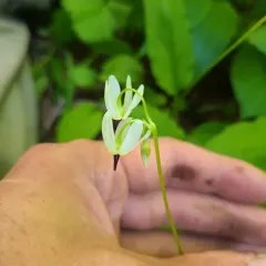 White Shootingstar thumbnail 4