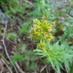Tall Phacelia thumbnail 4